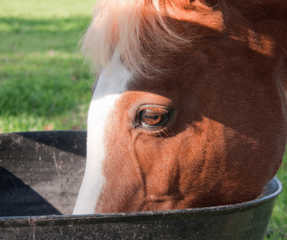 What Temp is Too Hot for Horses in a Trailer?